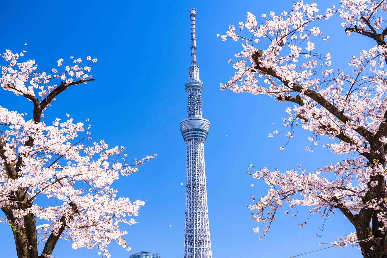 Hình ảnh tháp Tokyo mùa hoa anh đào