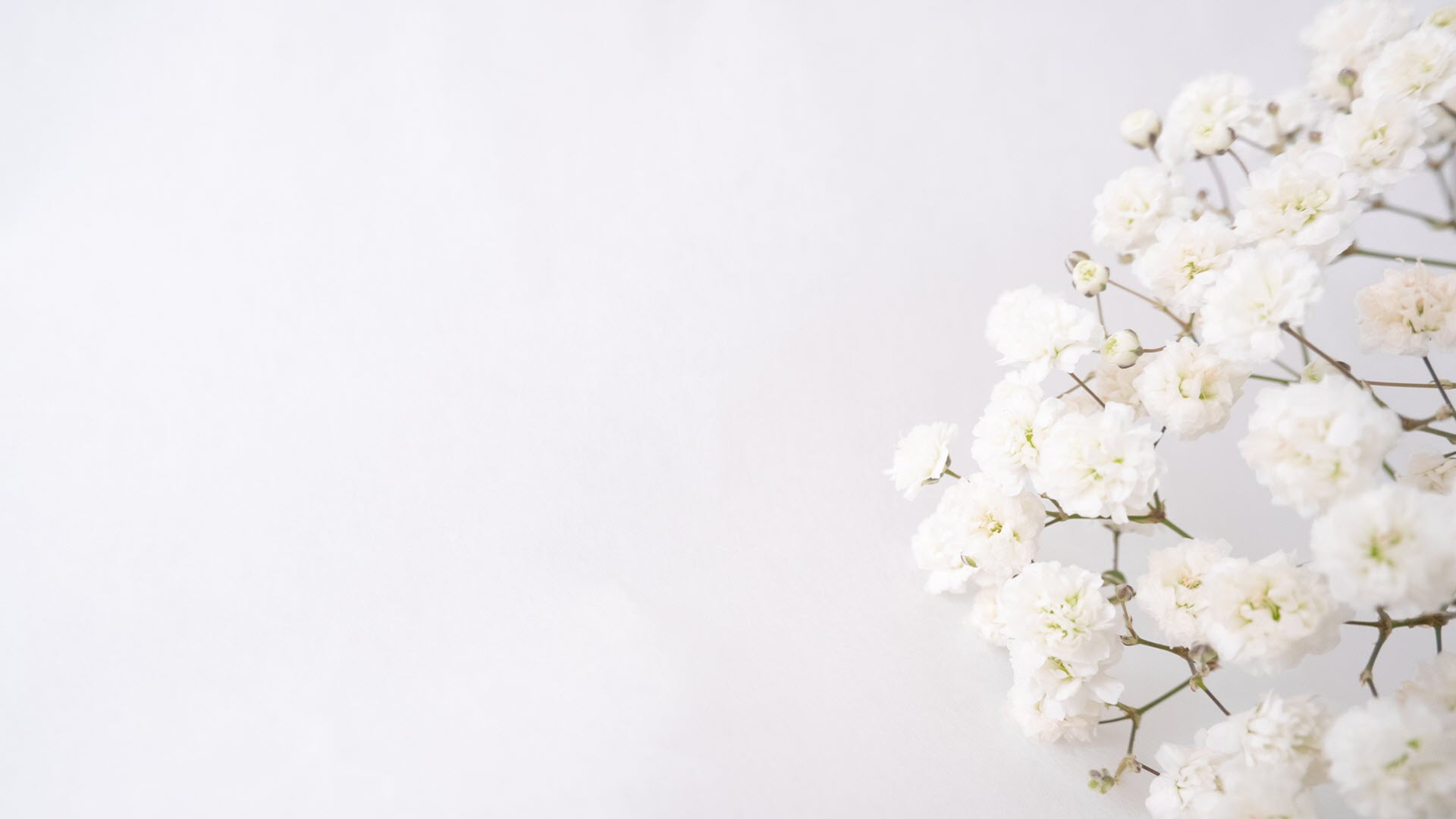Hình nền hoa trắng full hd