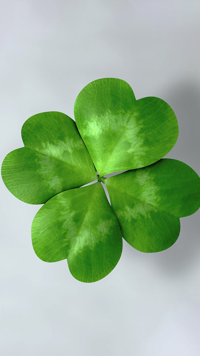 Cute, cute, and beautiful 4-leaf clover image