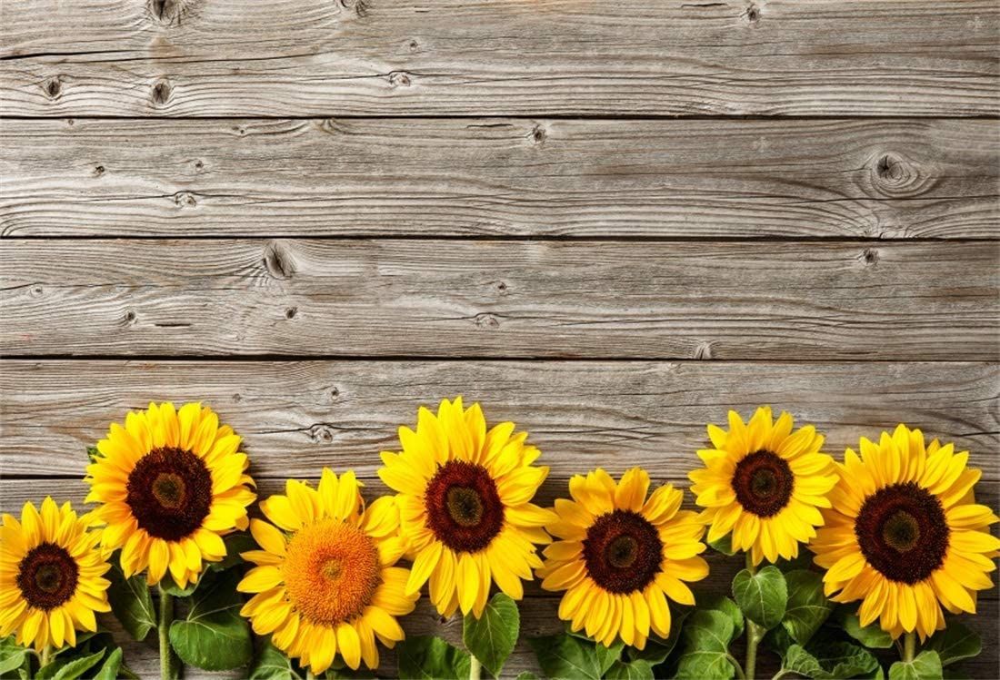 Background hoa mặt trời đơn giản