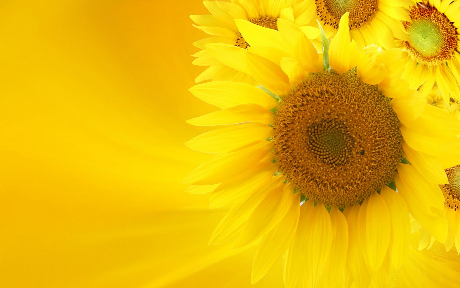 Background hoa mặt trời