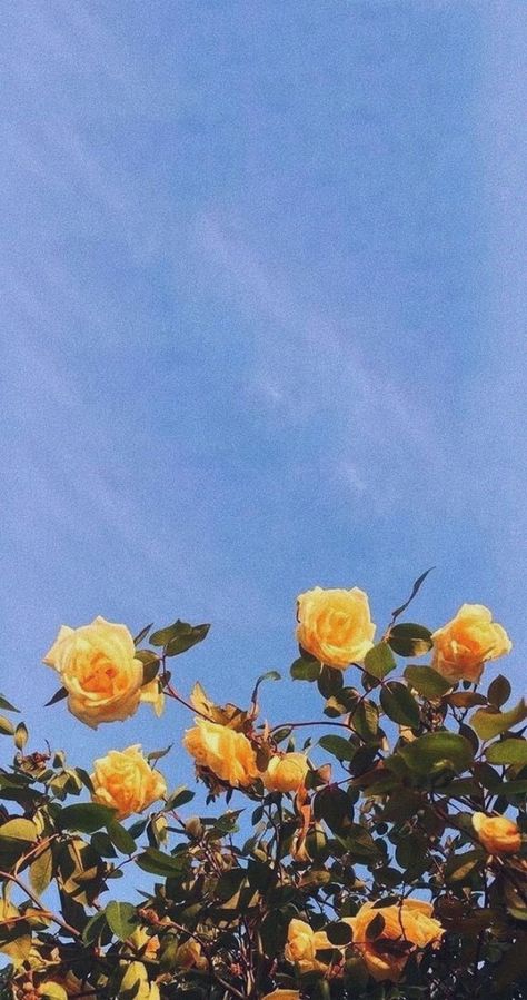 Hình ảnh chill hoa hồng vàng