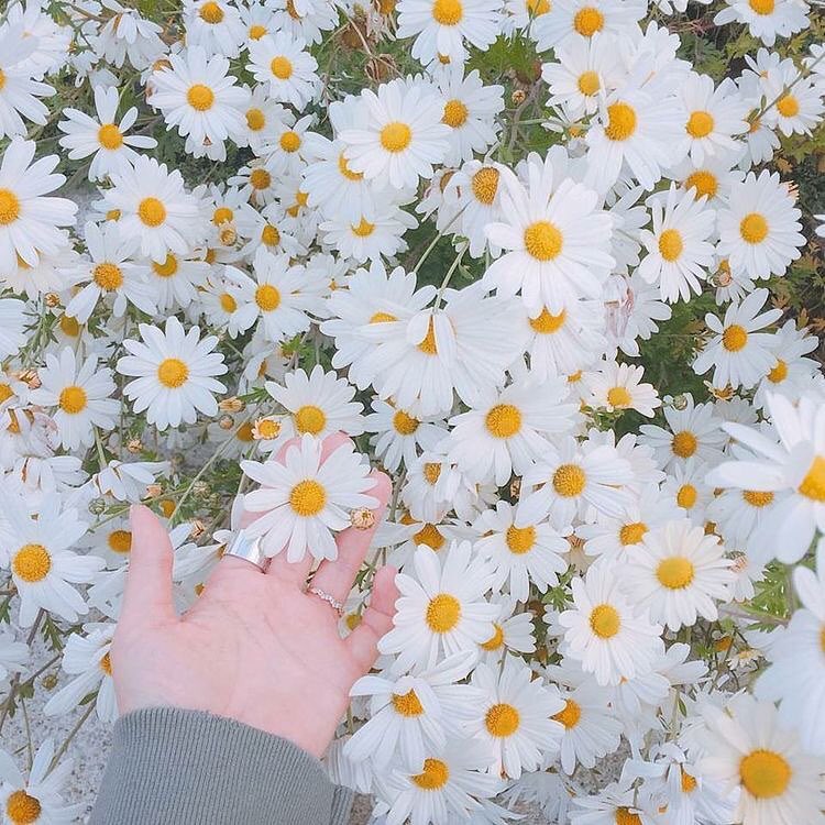 Hình ảnh lạnh giá của những bông hoa trắng