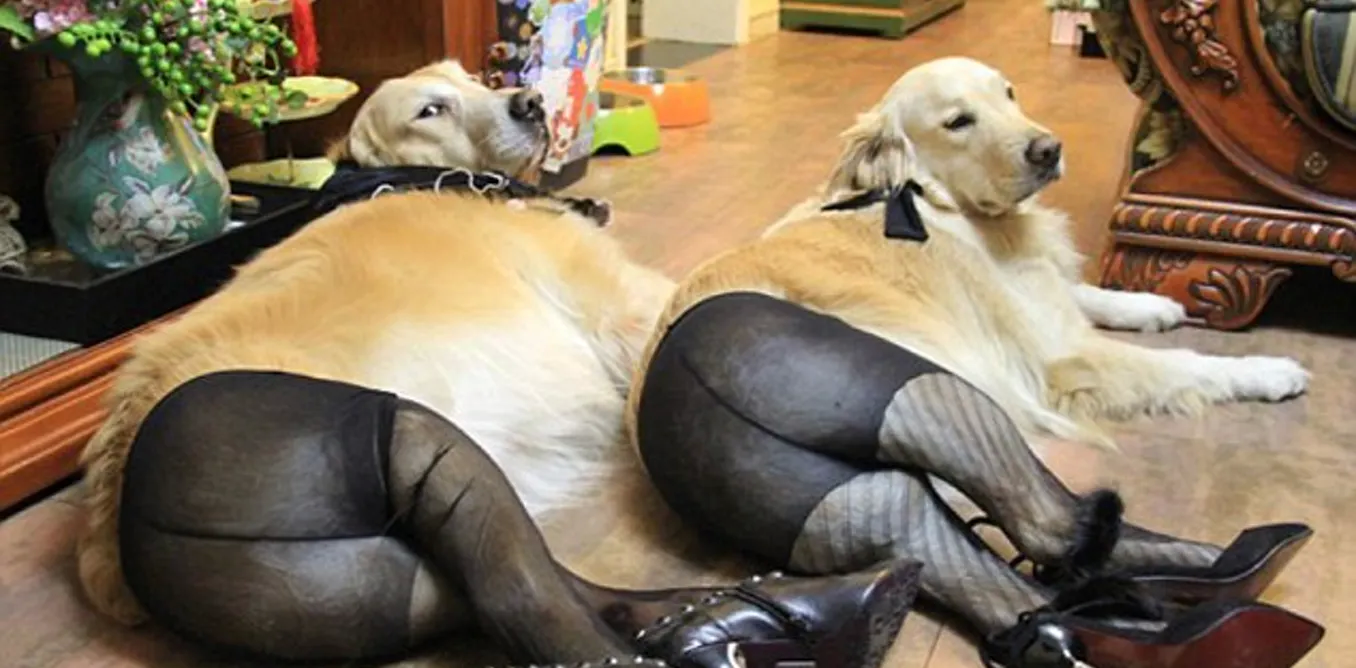 Hình hình họa chó vui nhộn siêu bựa