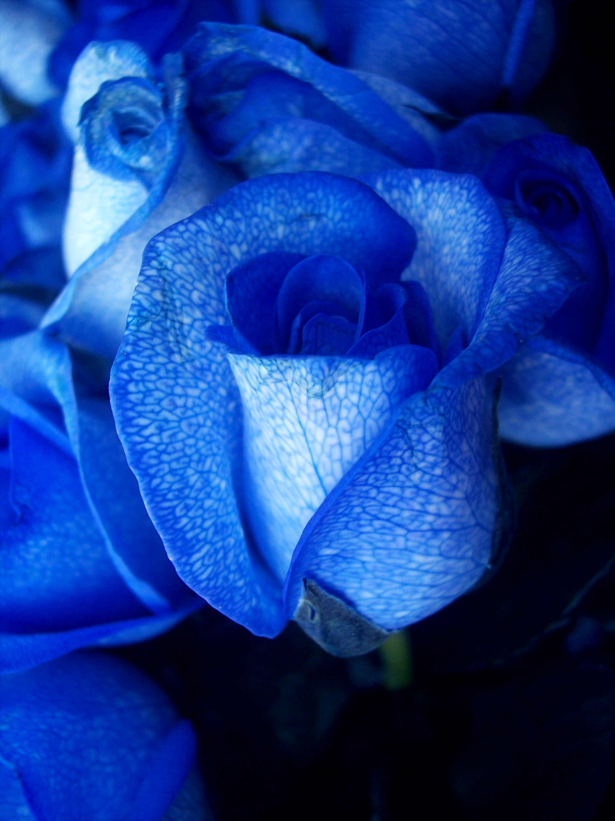 Ảnh hoa hồng xanh 2K cực đẹp