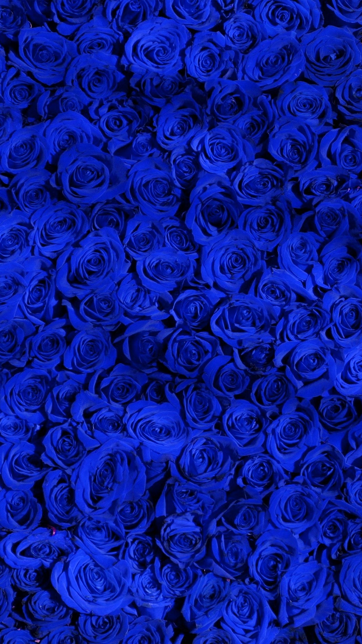 Ảnh hoa hồng xanh cực đẹp
