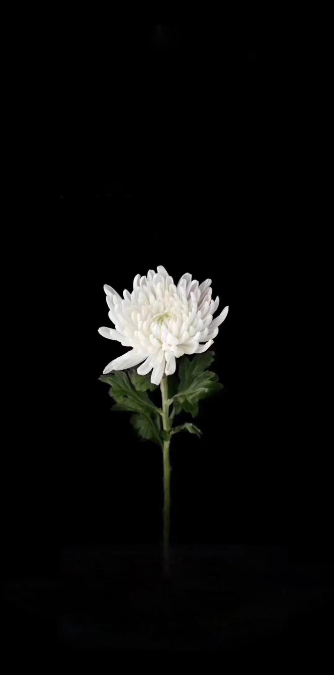 Chia sẻ 63 về tải hình nền hoa sen trắng  Du học Akina