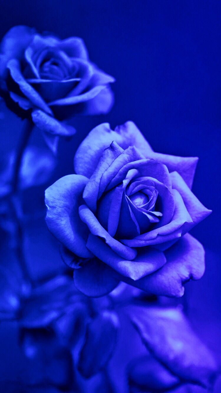 Top hơn 62 về hình nền hoa hồng xanh đẹp nhất hay nhất  cdgdbentreeduvn