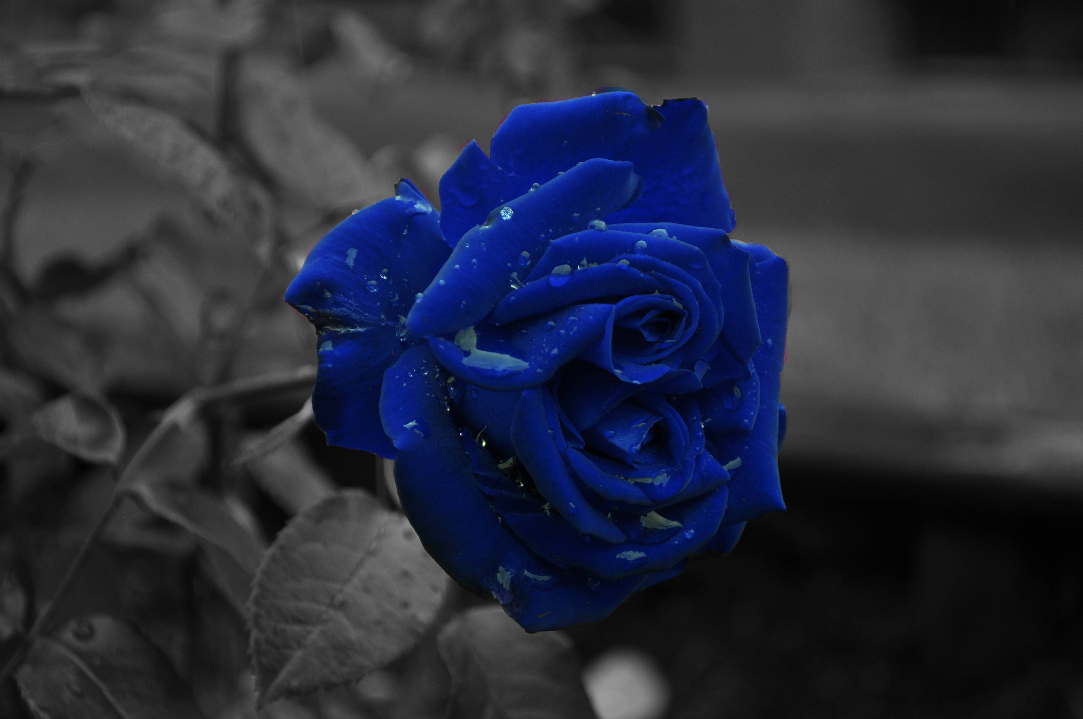 Ảnh nền hoa hồng xanh cực đẹp