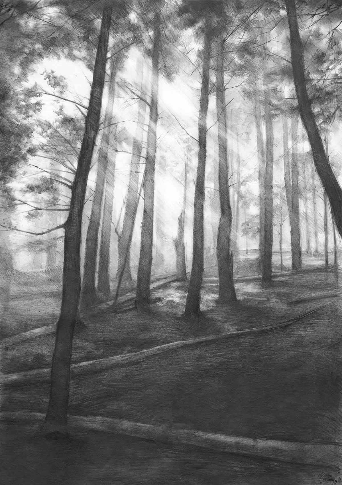 Một bức tranh vẽ phong cảnh rừng buồn bằng bút chì