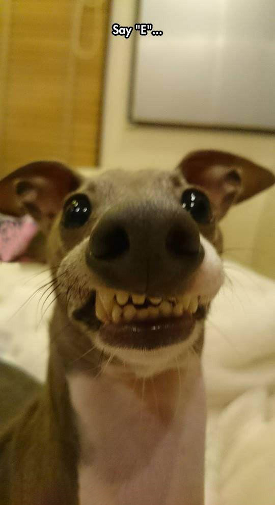 Hình ảnh chó cười hài hước đáng yêu