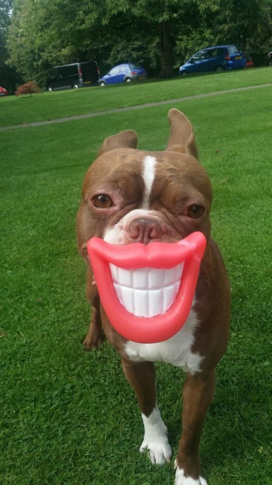 Hình ảnh chó cười hài hước tuyệt đẹp