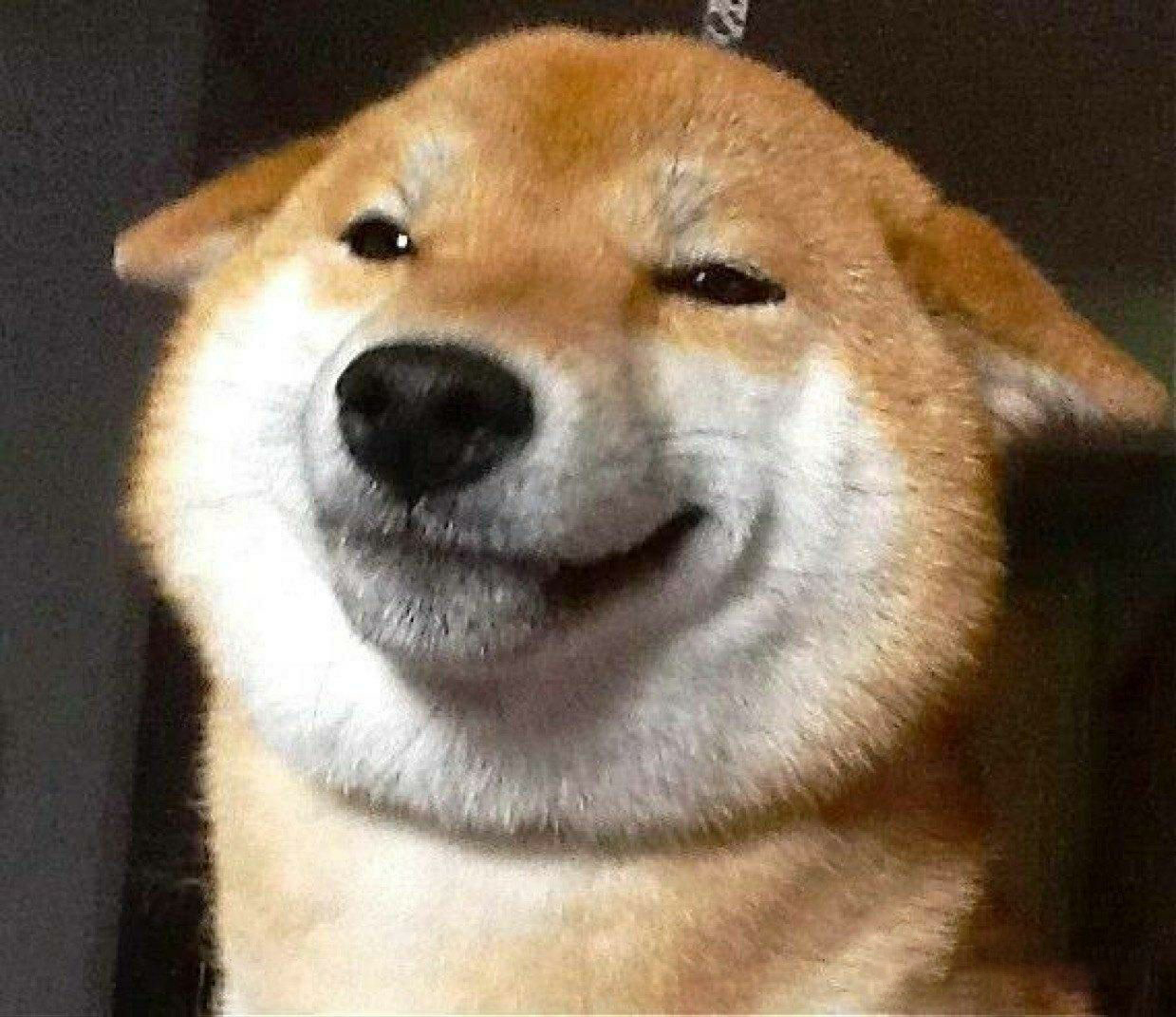 Hình ảnh chó cười nhếch mép