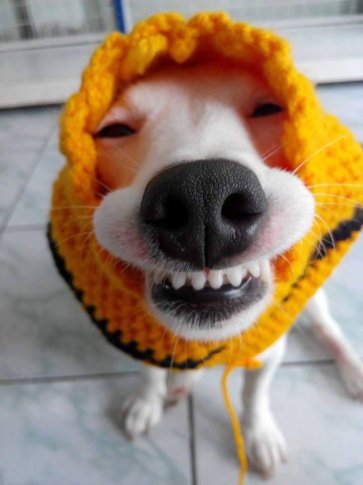 Hình ảnh chó nhe răng cười