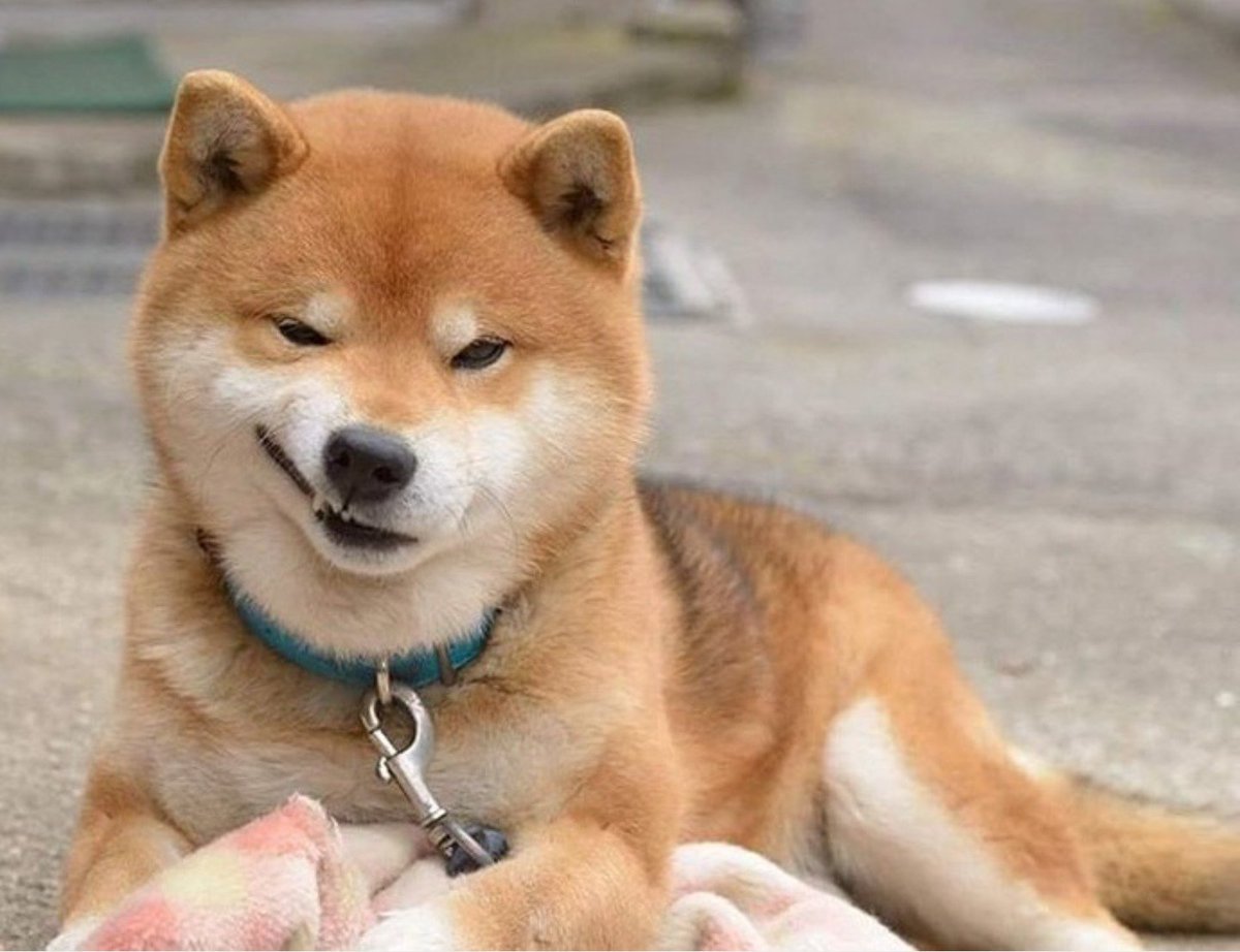 Hình ảnh chó shiba cười hài hước