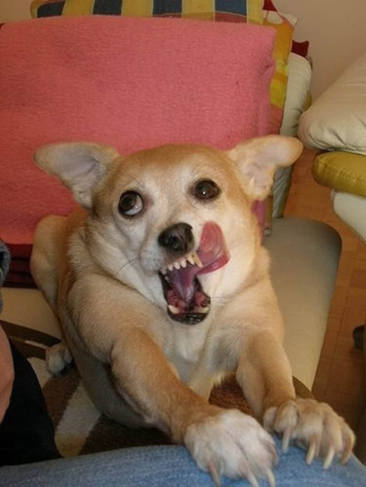 Hình ảnh chó với biểu cảm hài hước