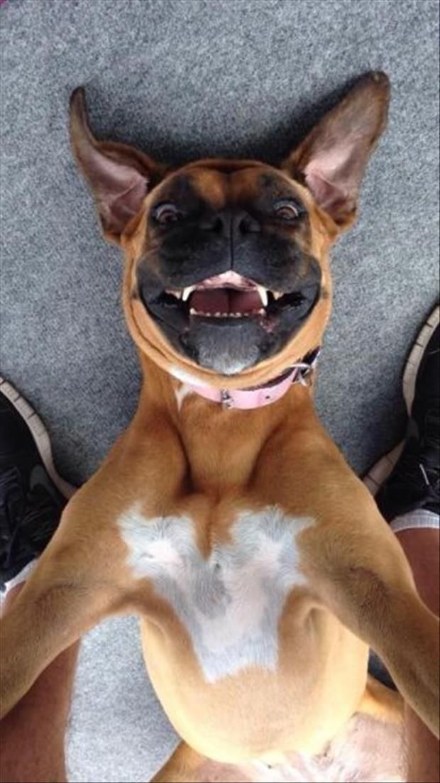 Hình ảnh chú chó đáng yêu cười hài hước