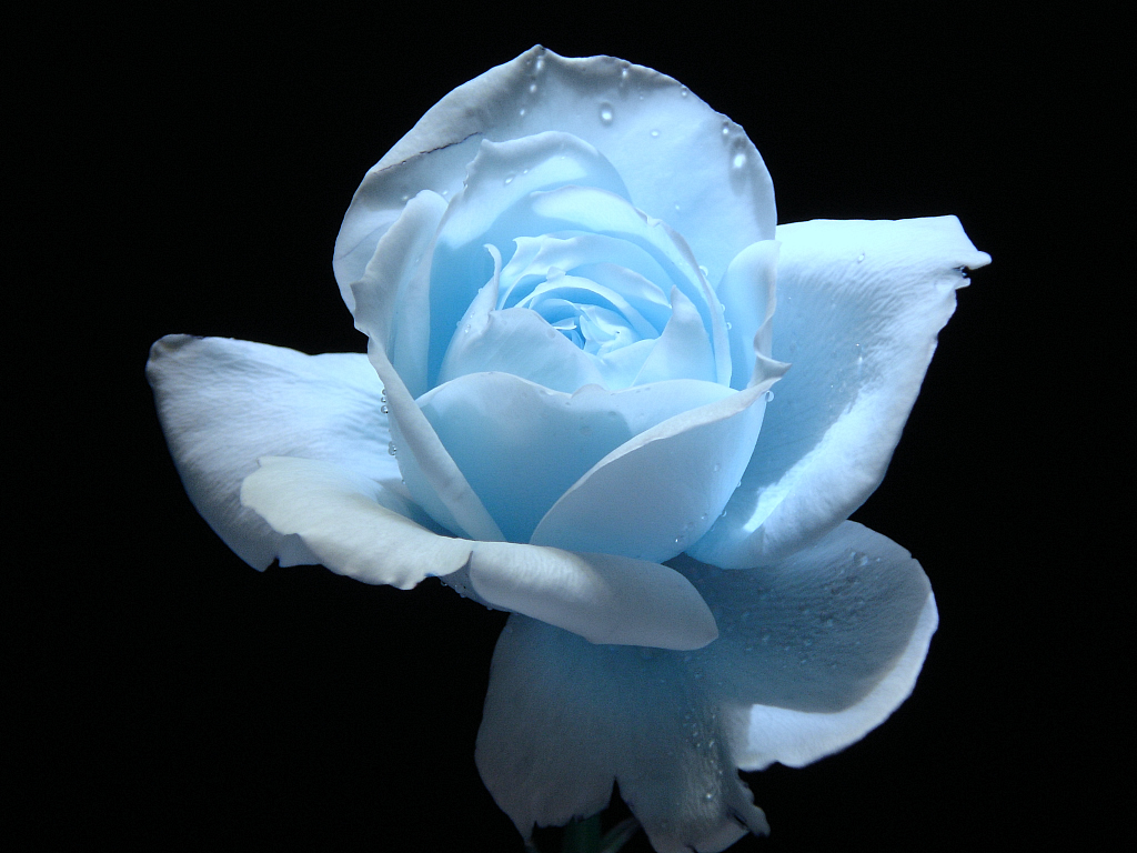 Hình nền hoa hồng xanh 3D