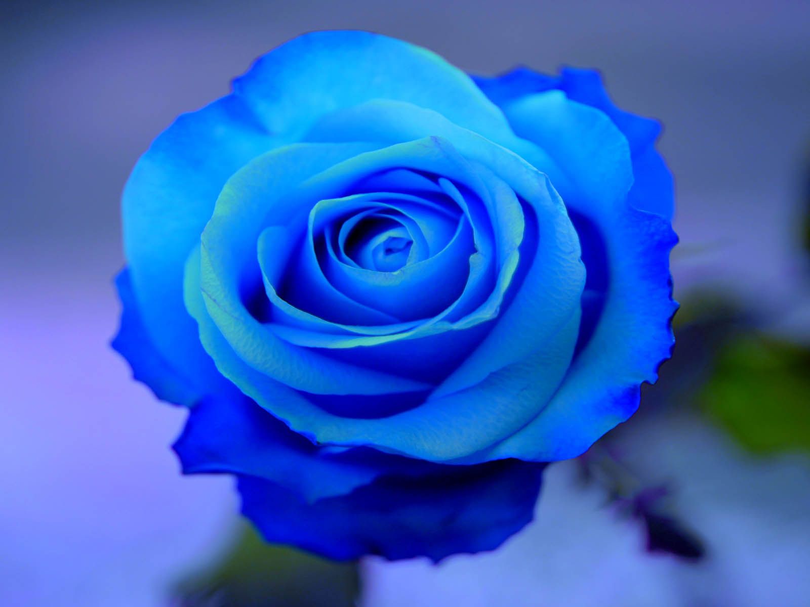 Hình nền hoa hồng xanh cực đẹp cho điện thoại
