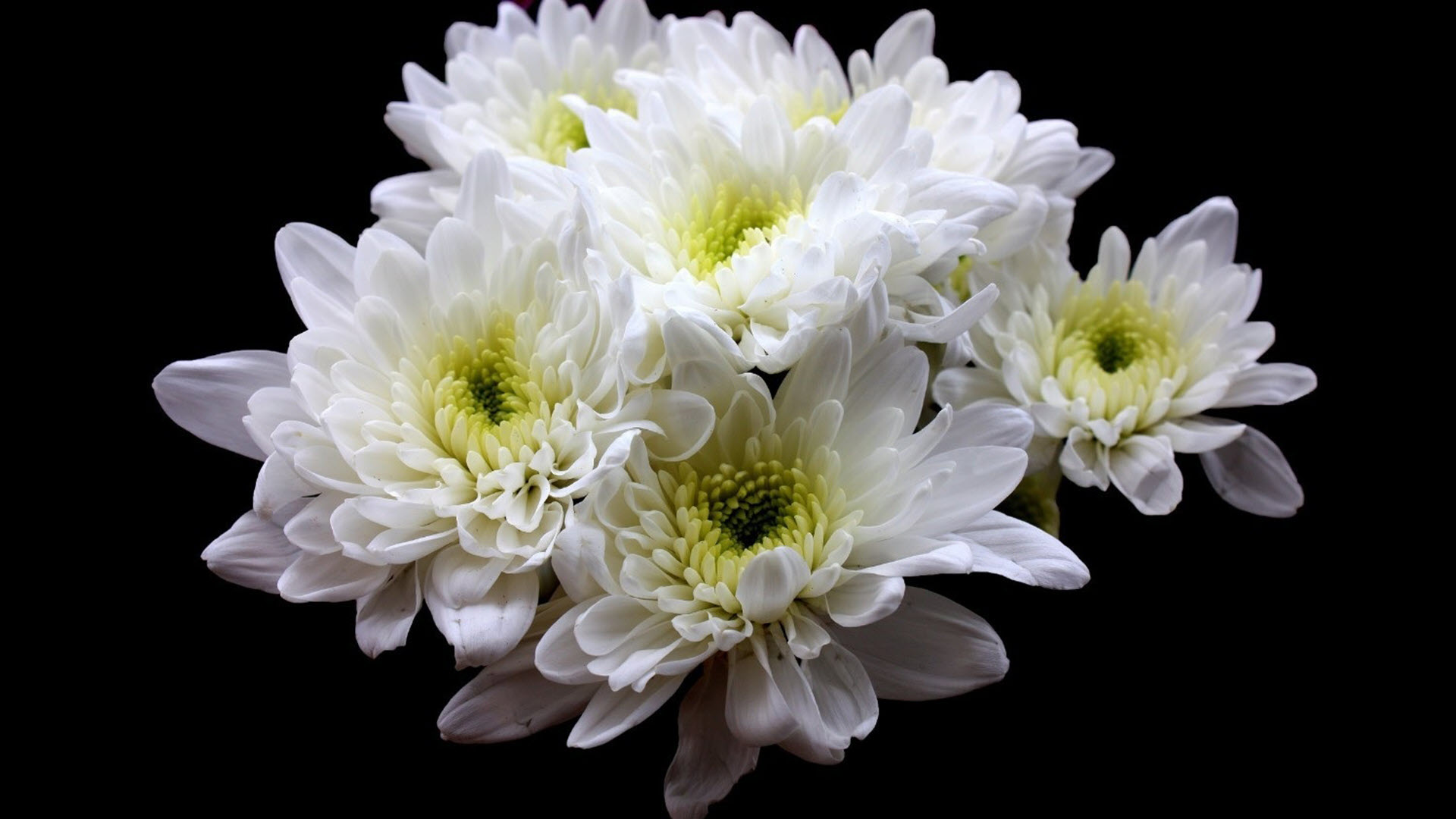 Hình nền hoa cúc trắng đám tang