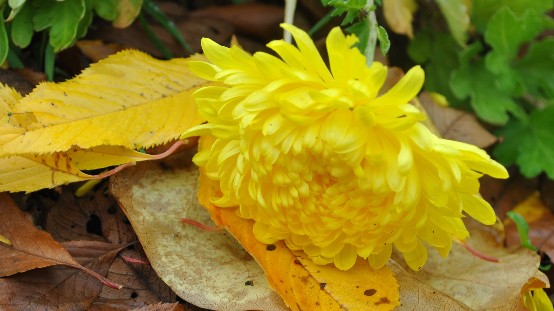 Hình nền hoa cúc vàng đám tang