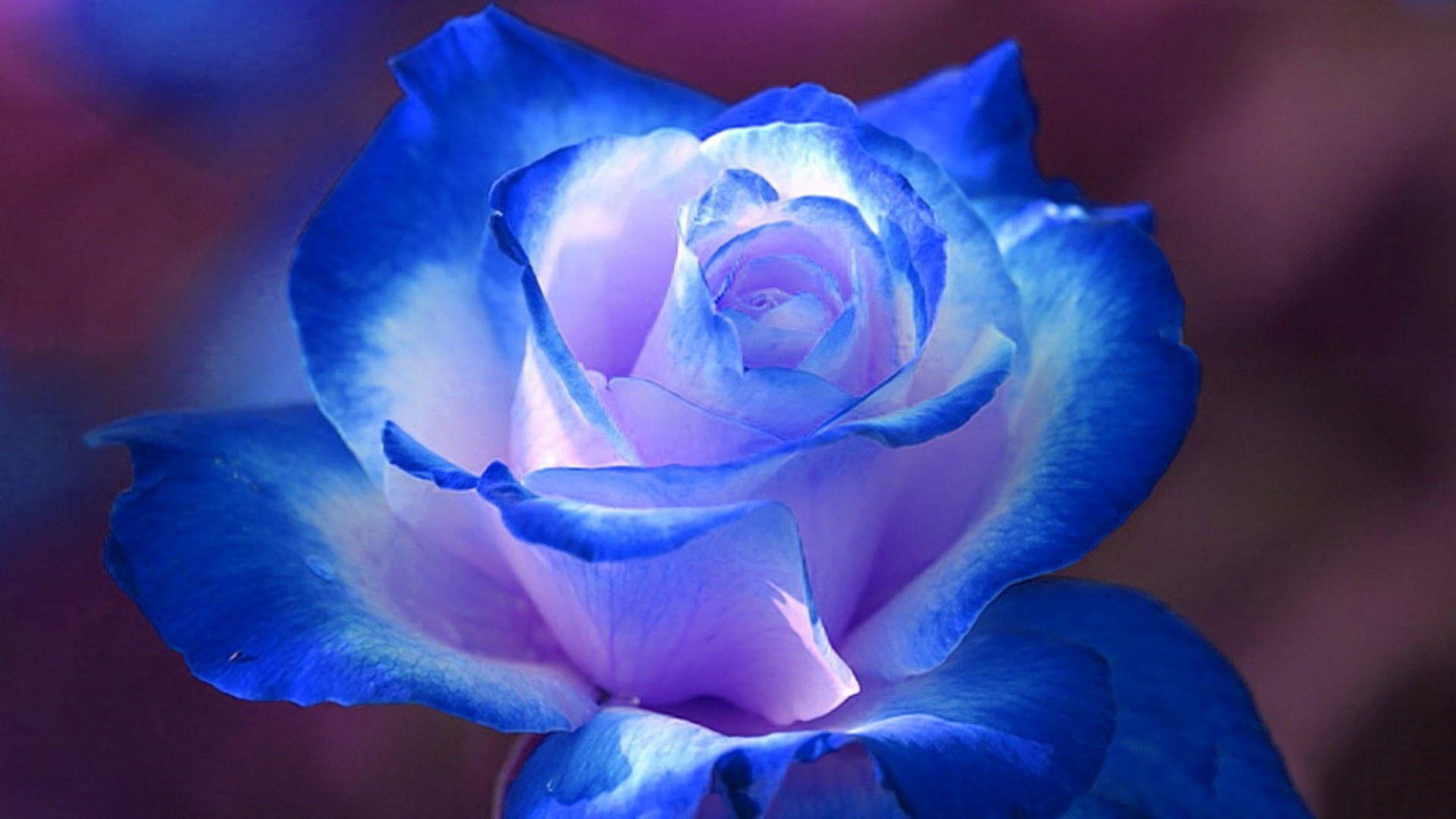 Hình nền hoa hồng xanh full HD đẹp