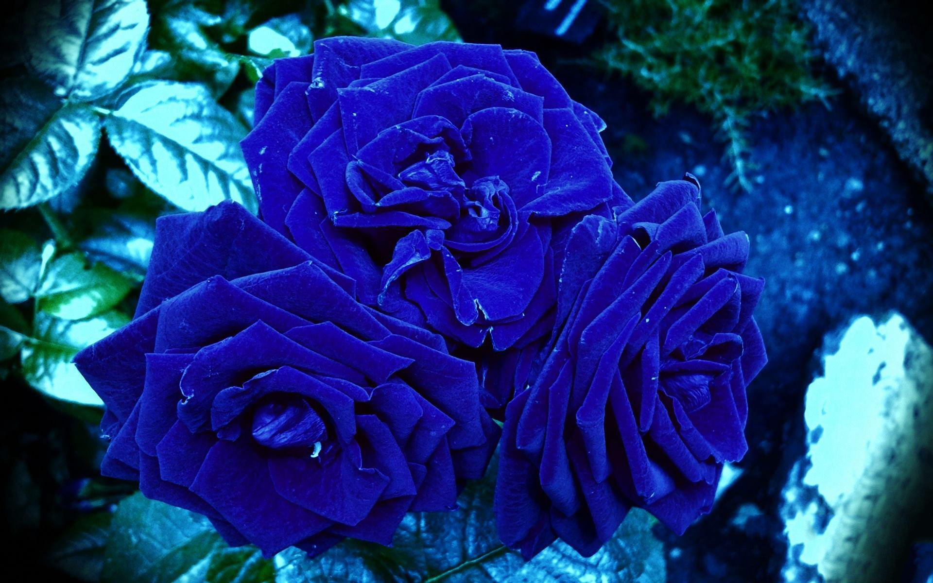 Hình nền hoa hồng xanh tuyệt đẹp cho smartphone