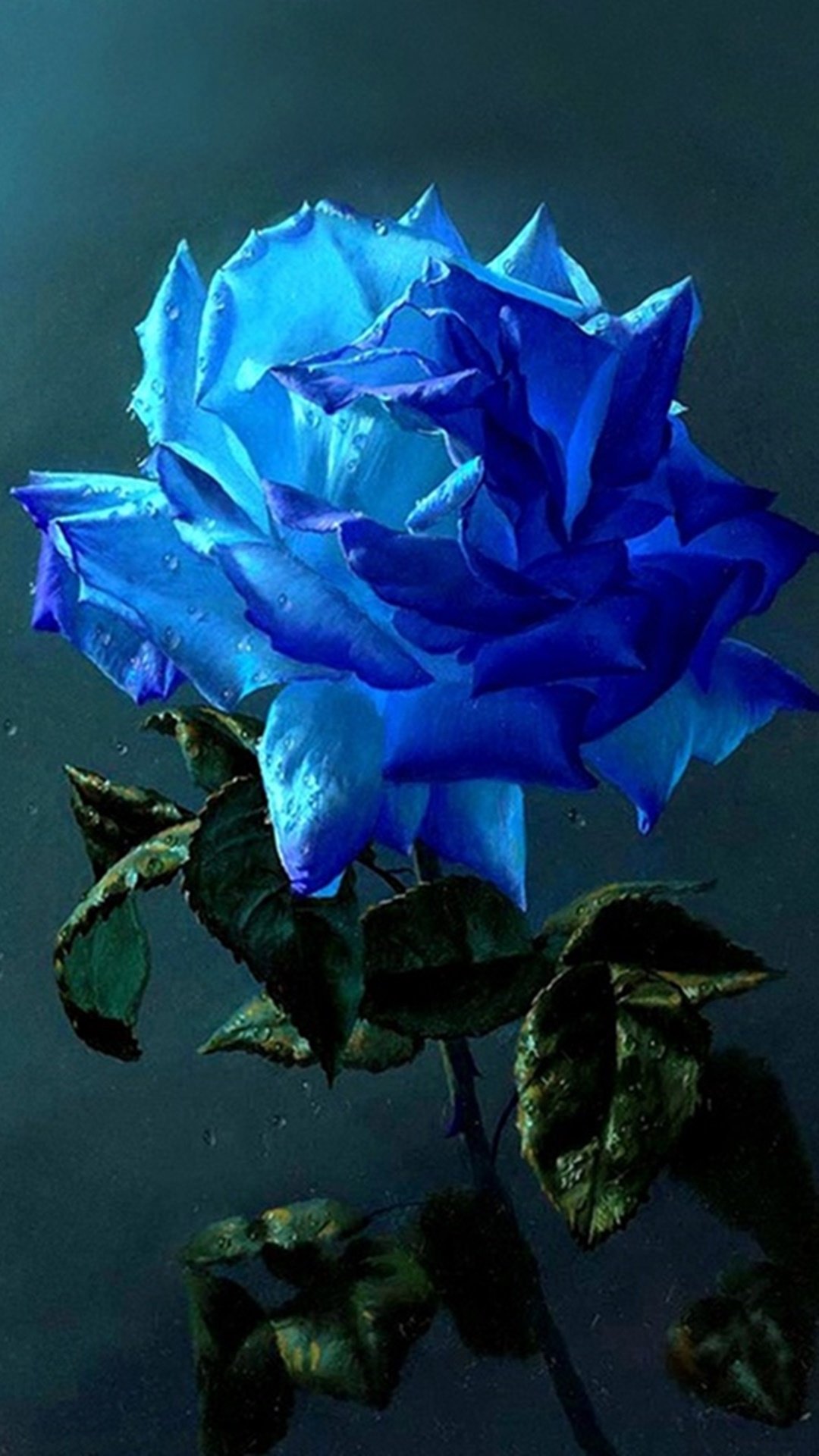 Hình nền hoa hồng xanh tuyệt đẹp cho điện thoại