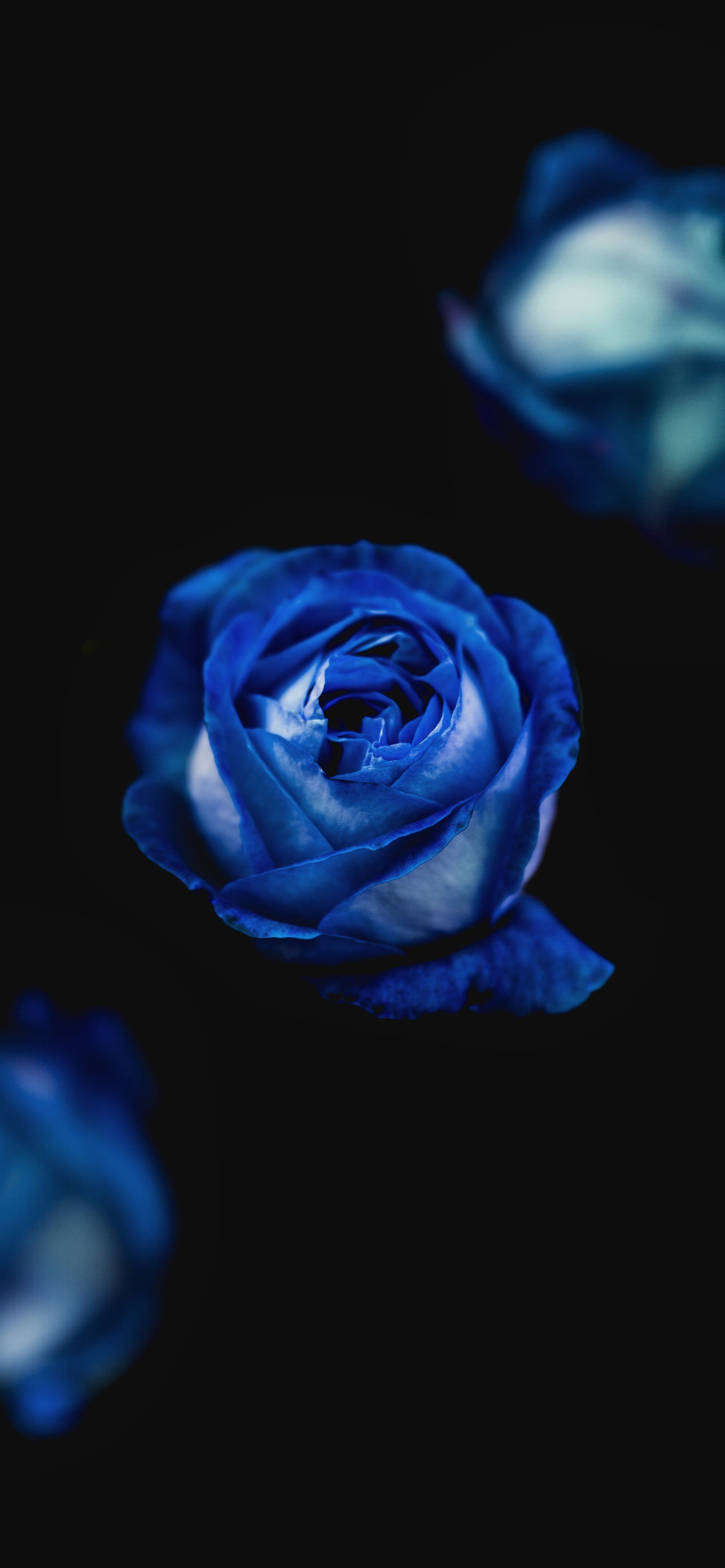 Hình nền tuyệt đẹp hoa hồng xanh dành cho Desktop