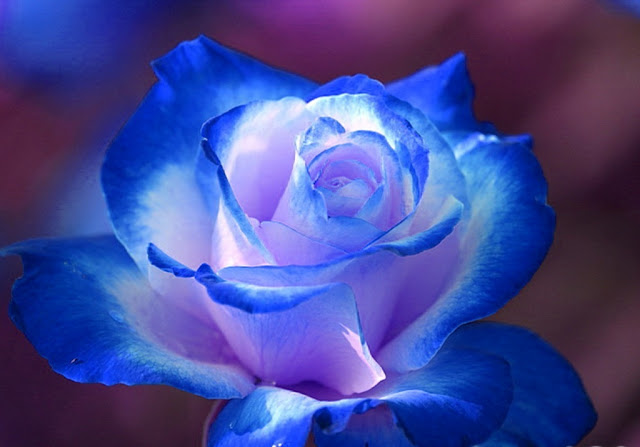 Hình nền tuyệt đẹp hoa hồng xanh dành cho Laptop