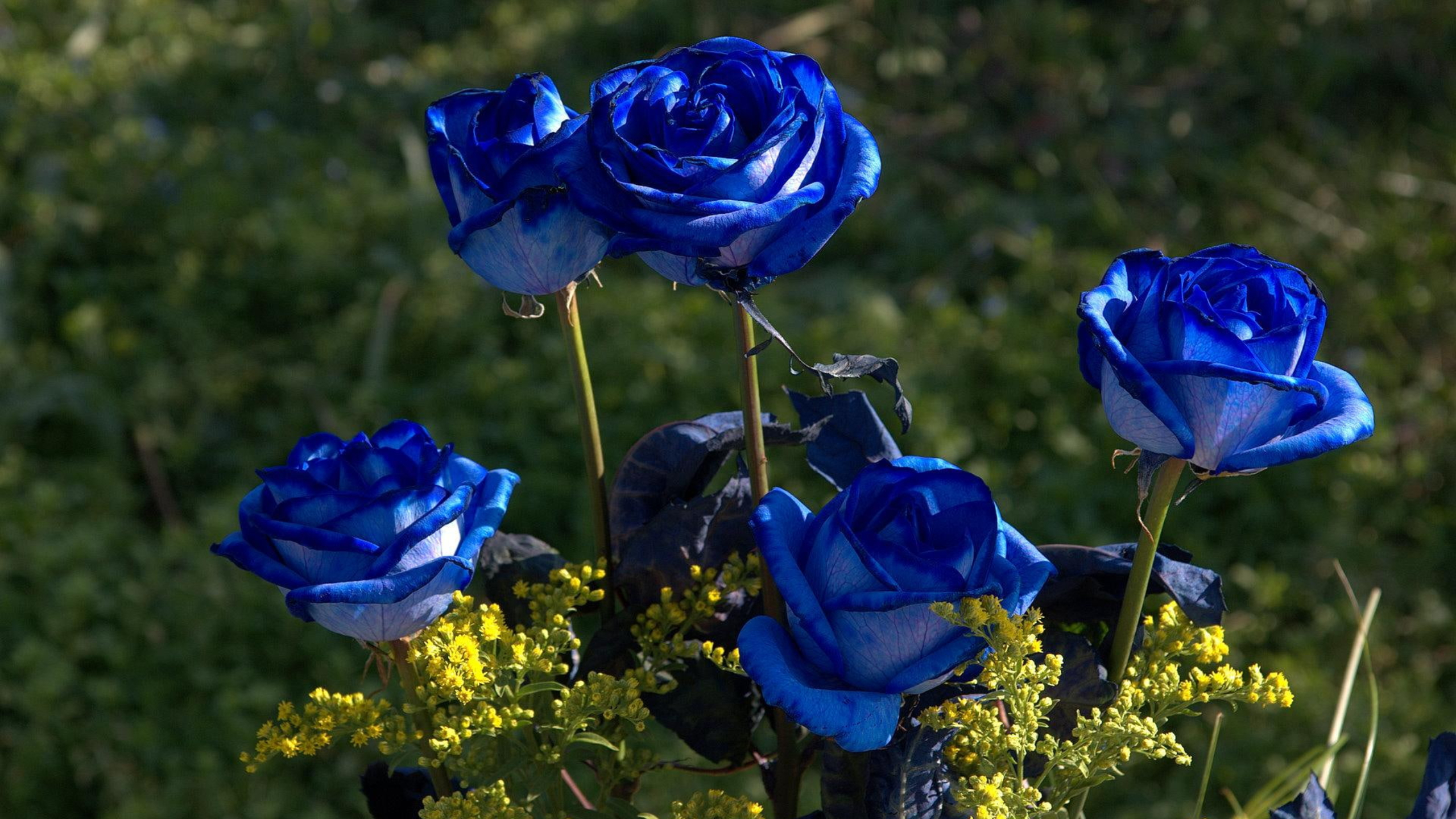 Hoa hồng xanh: Hãy khám phá những bông hoa hồng xanh tuyệt đẹp trong hình ảnh này. Không chỉ đẹp mắt mà còn mang theo một ý nghĩa đặc biệt về tình yêu và sự hiền hòa. Đón xem để trải nghiệm một trải nghiệm đầy thú vị và ý nghĩa.