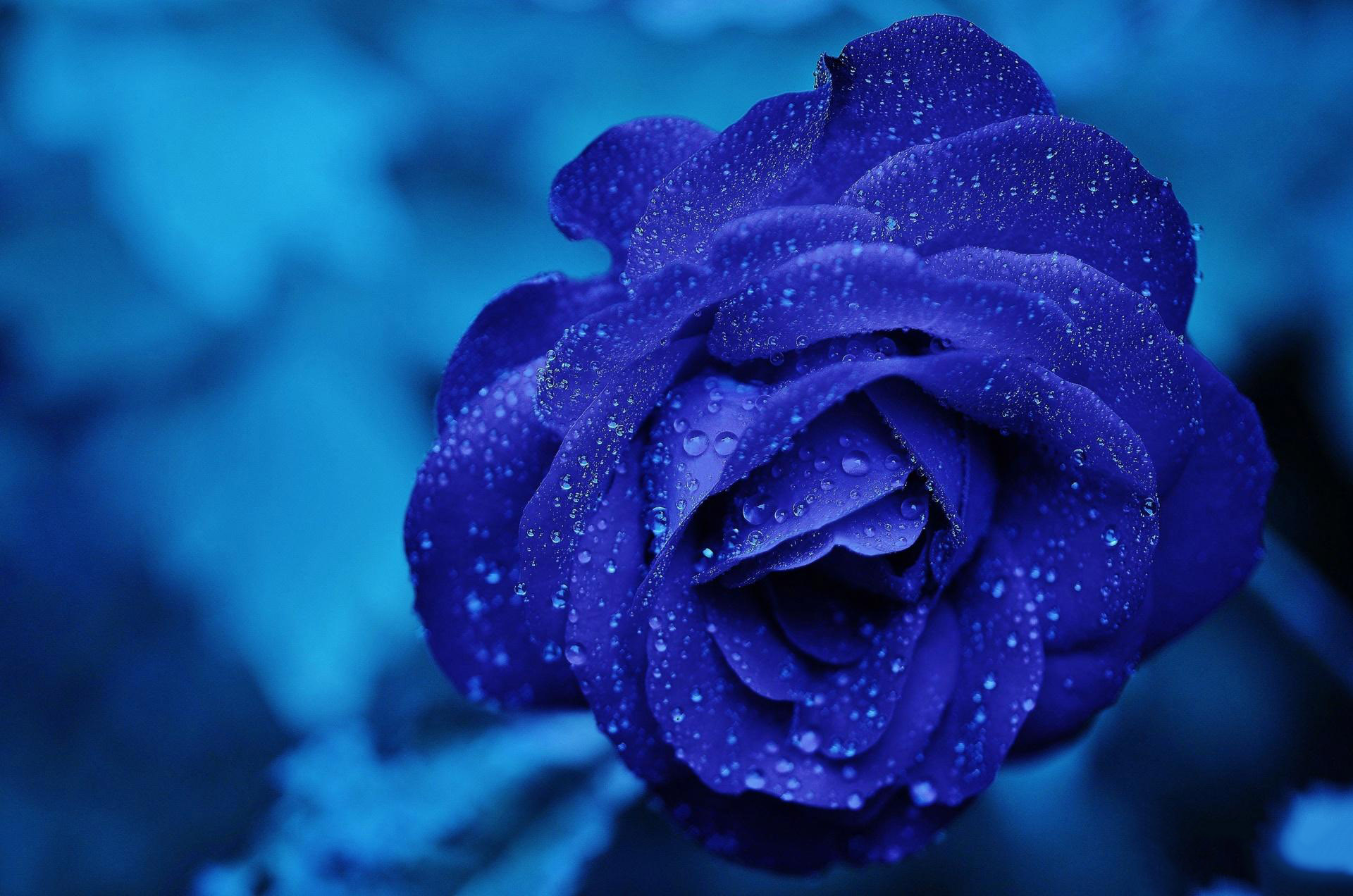Hoa hồng xanh đẹp nhất