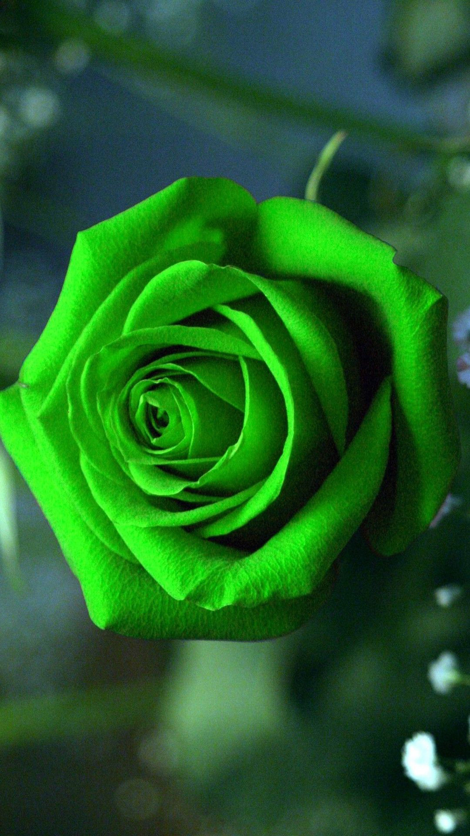 Hoa hồng xanh tuyệt đẹp cho điện thoại