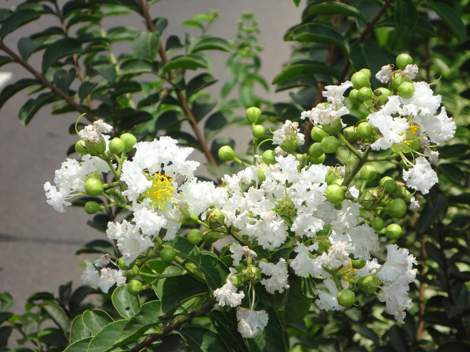 Hoa Tường Vi trắng: Nhìn vào hình ảnh này, bạn sẽ được bao quanh bởi những cánh hoa tươi trắng của hoa Tường Vi. Vẻ đẹp thanh khiết của chúng sẽ khiến bạn cảm thấy nhẹ nhàng và tinh tế. Hãy tìm hiểu thêm về loại hoa này để cảm nhận được sức hấp dẫn của chúng nhé!