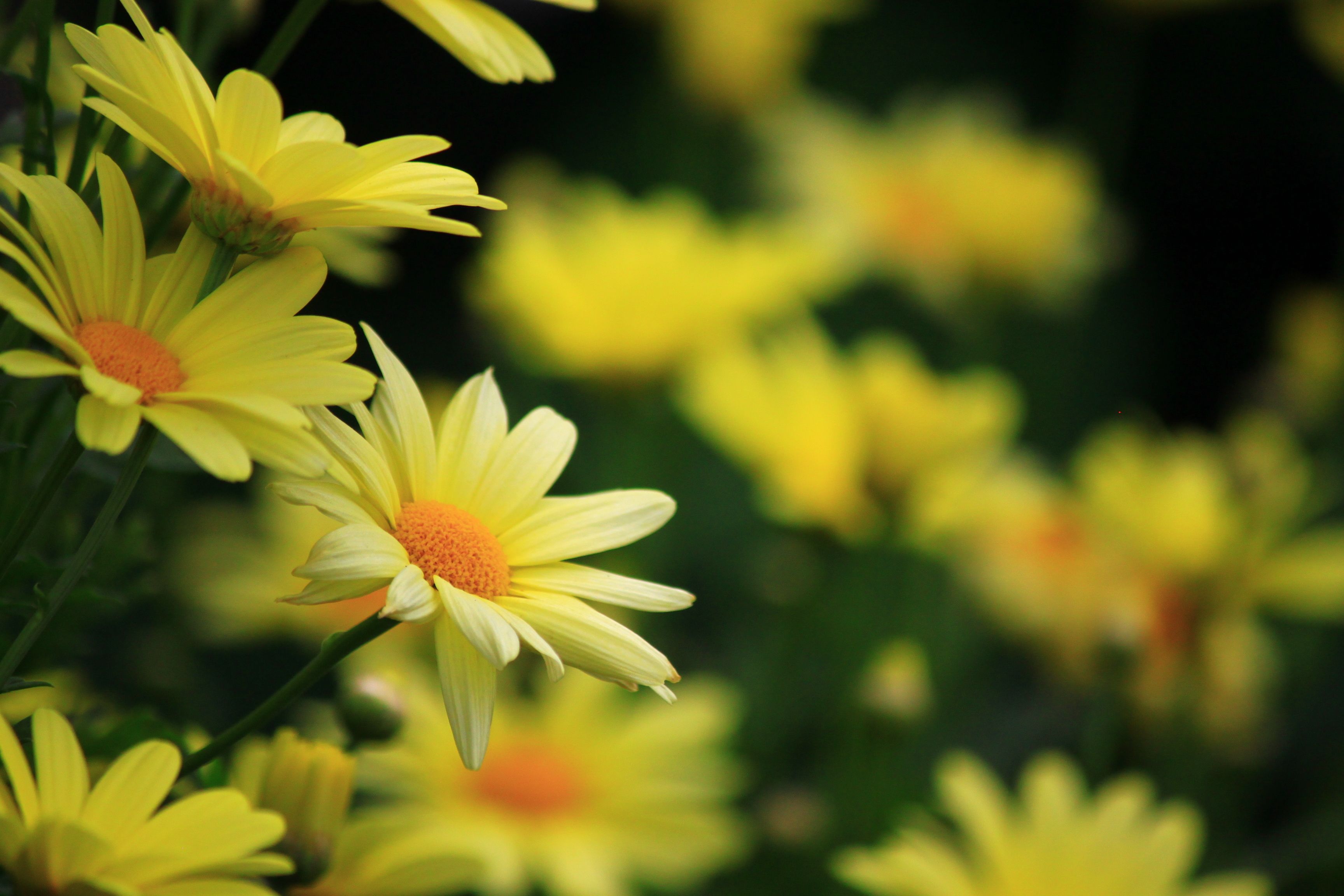 Hoa cúc vàng có ý nghĩa gì