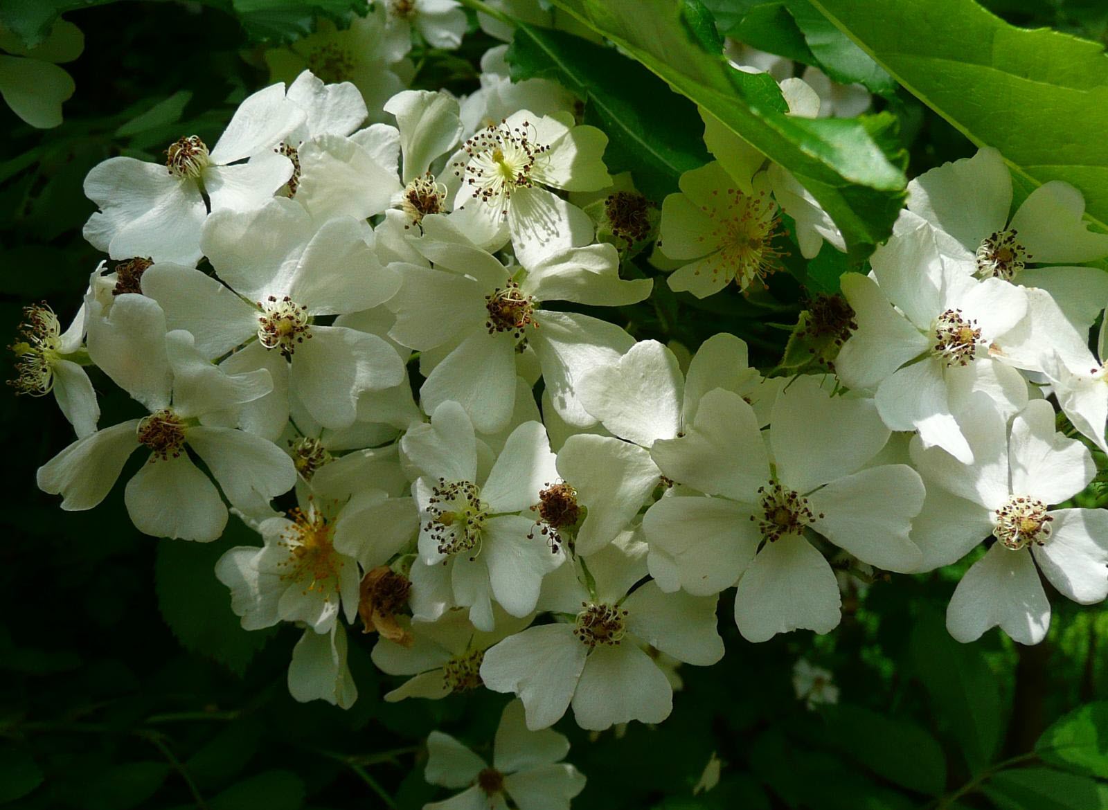 Bông hoa Tường Vi trắng cực đẹp