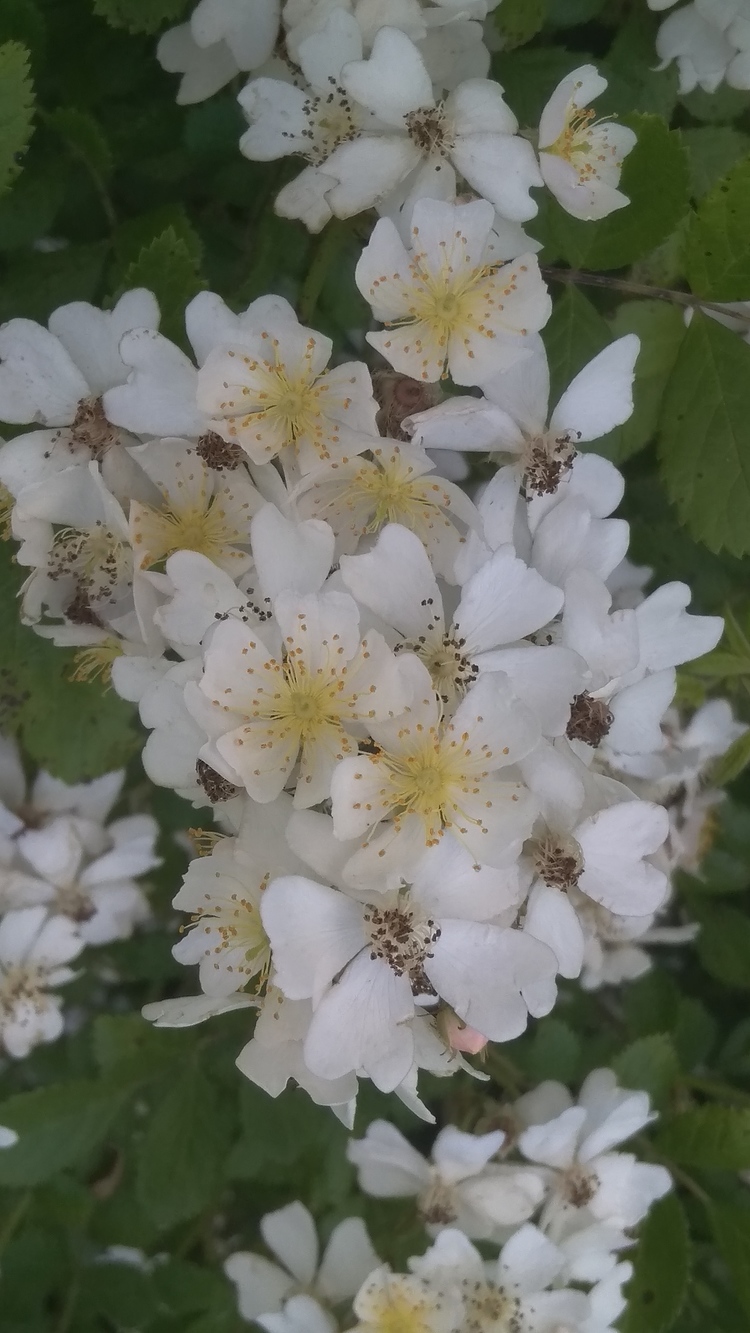 Hình ảnh bông hoa Tường Vi trắng tuyệt đẹp cho điện thoại