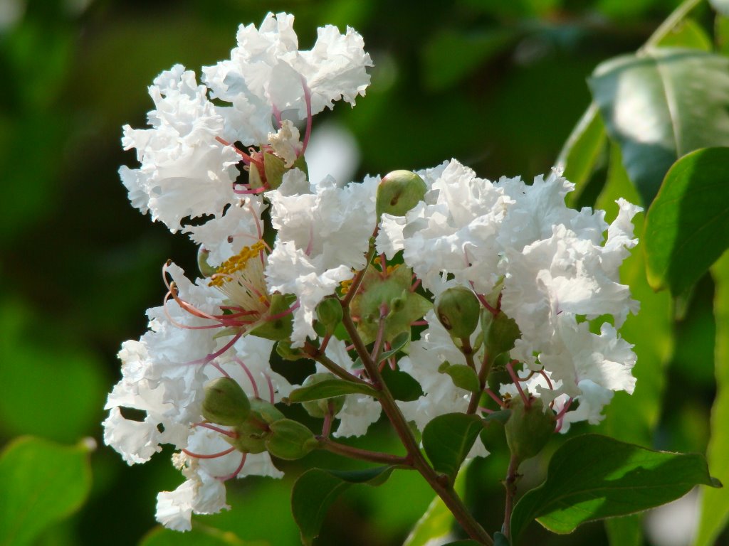 Hình ảnh chùm hoa Tường Vi trắng cực đẹp