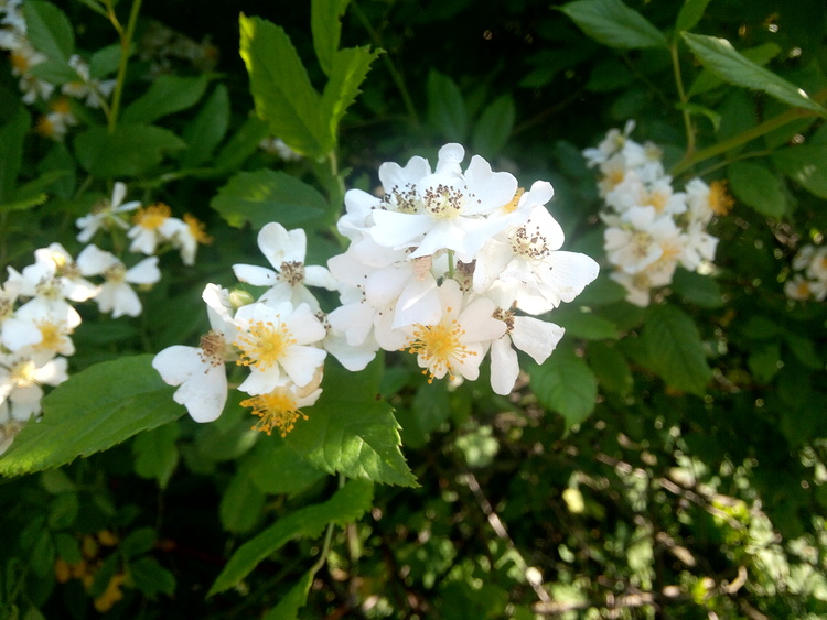 Hình ảnh cực đẹp về hoa Tường Vi trắng