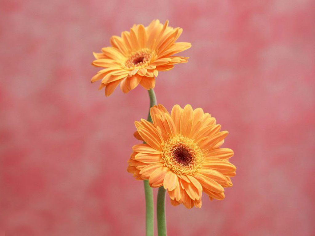 Hình ảnh hoa cúc vàng chất lượng cao đẹp nhất
