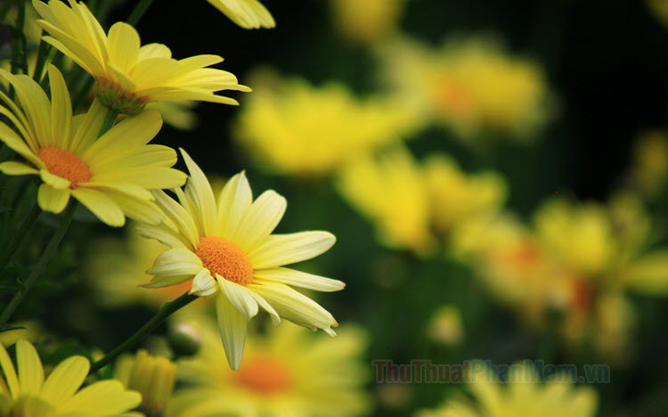 Tuyệt đẹp hình ảnh của hoa cúc vàng