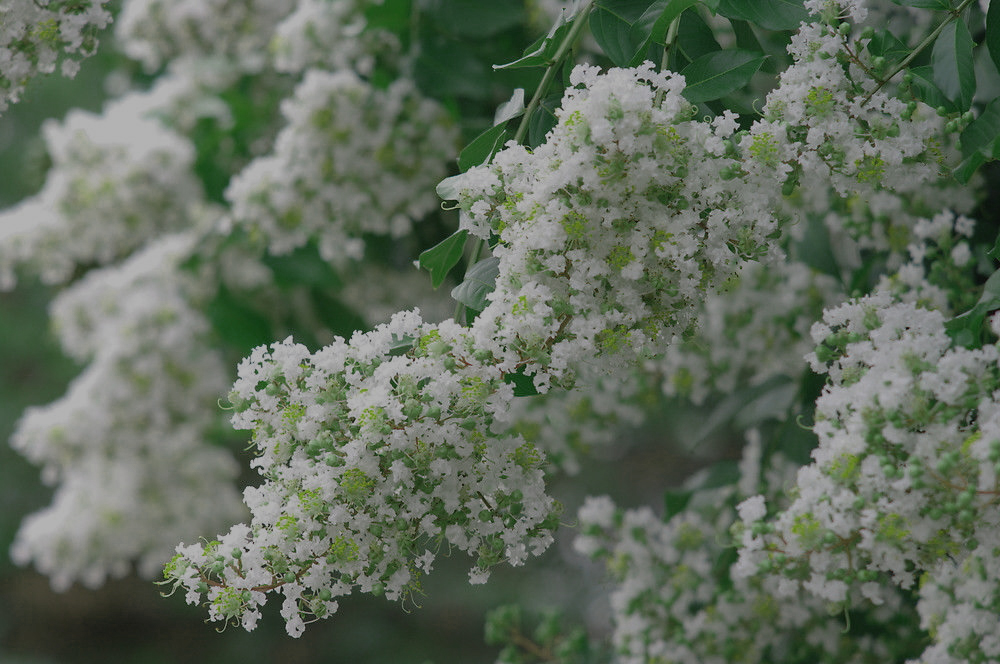 Hình ảnh hoa Tường Vi trắng cực đẹp