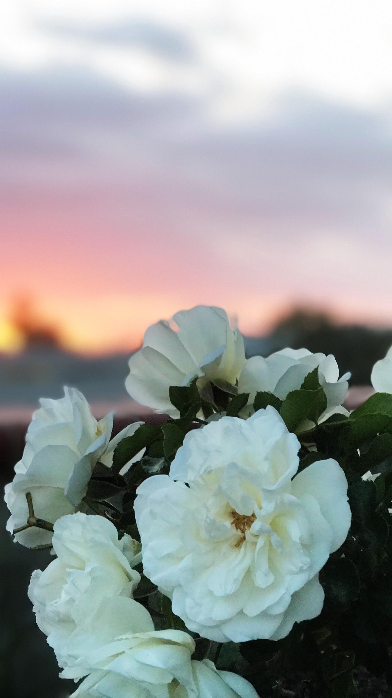 Hình ảnh hoa Tường Vi trắng đẹp dành cho điện thoại