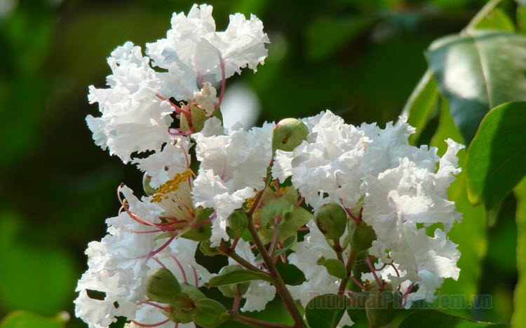 Hình ảnh hoa Tường Vi trắng đẹp nhất