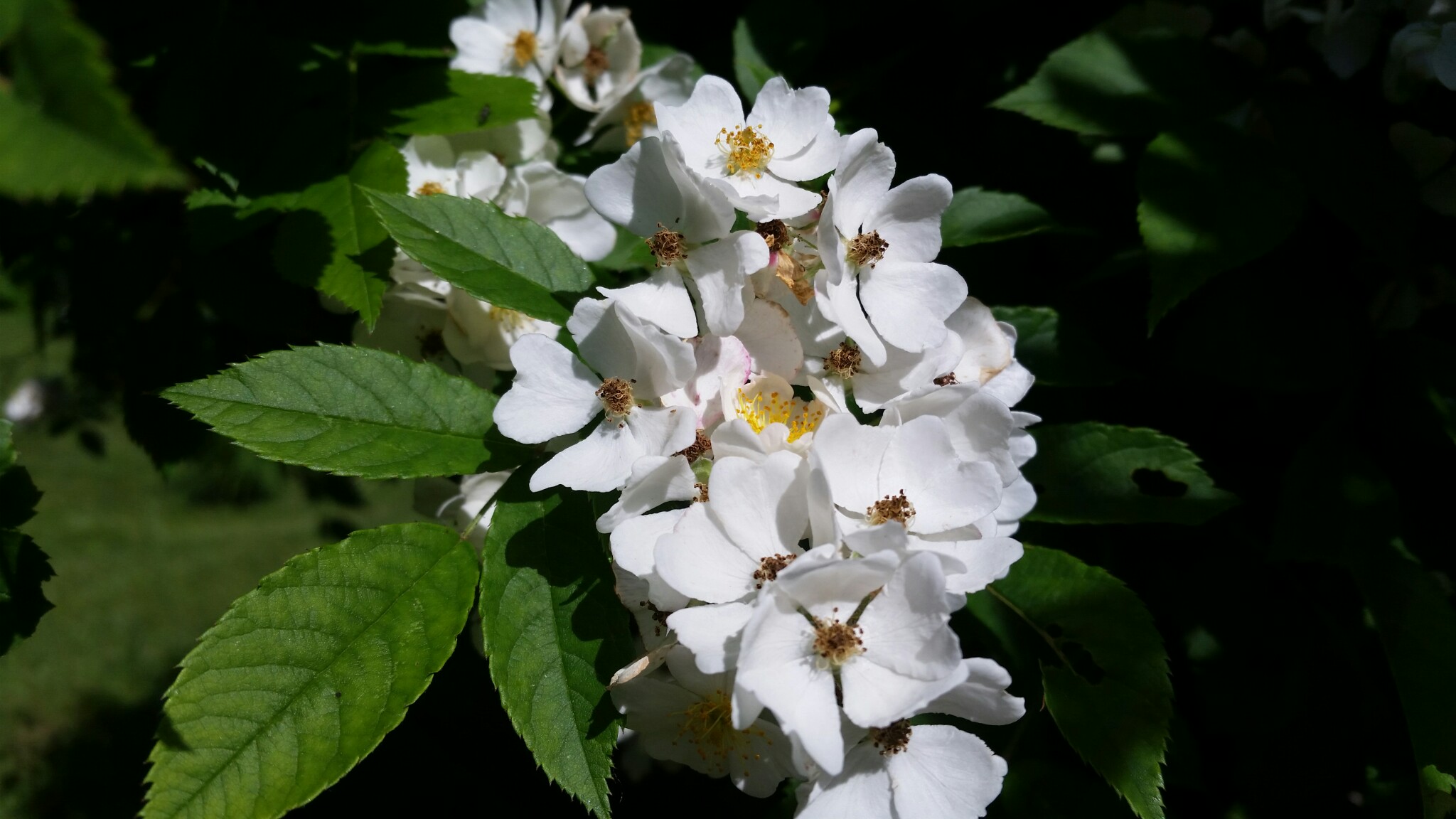 Hình ảnh hoa Tường Vi trắng nở tuyệt đẹp
