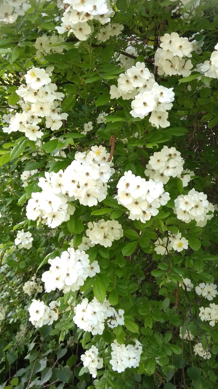 Hình ảnh những bông hoa Tường Vi trắng đẹp cho điện thoại
