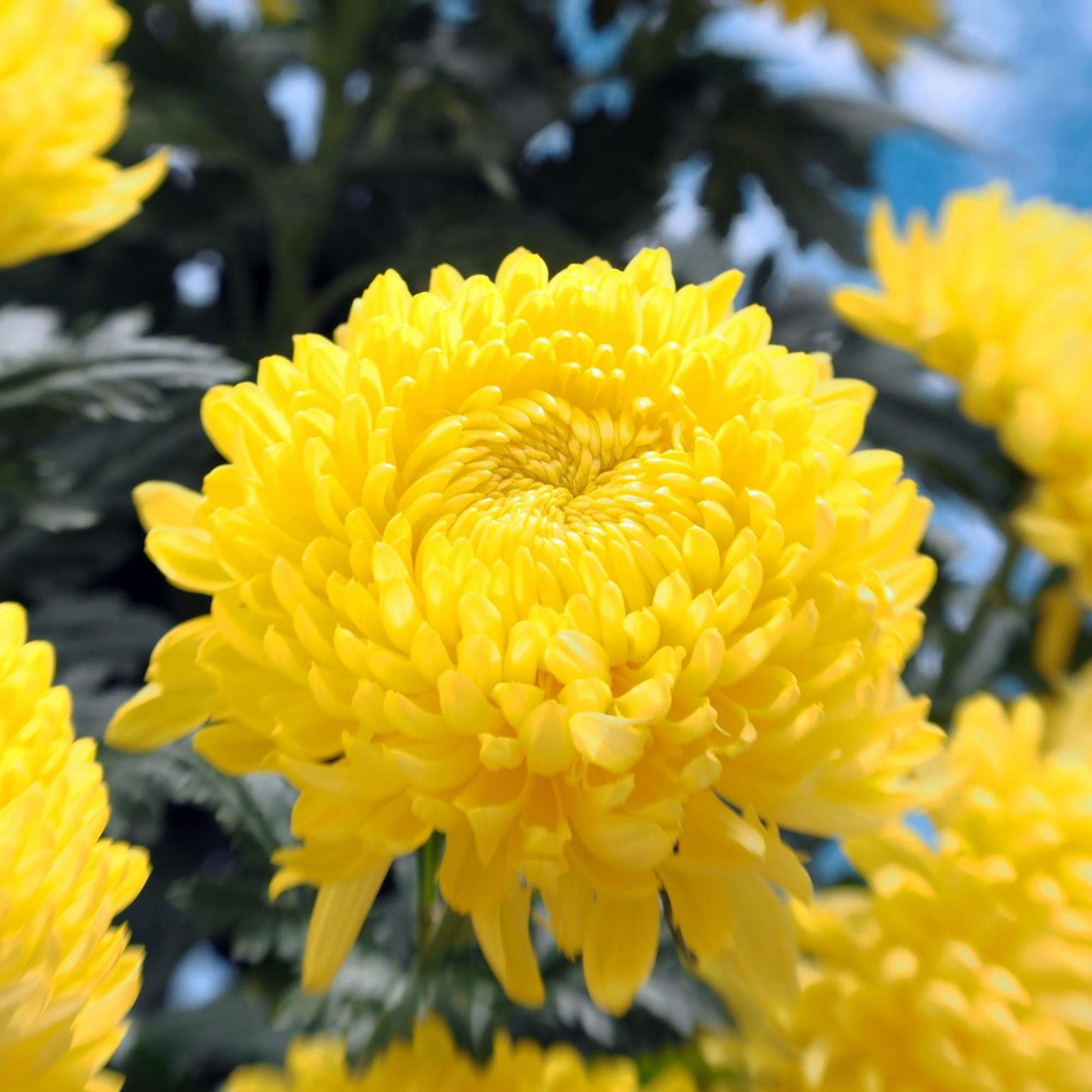 Hình ảnh tuyệt đẹp về hoa cúc vàng