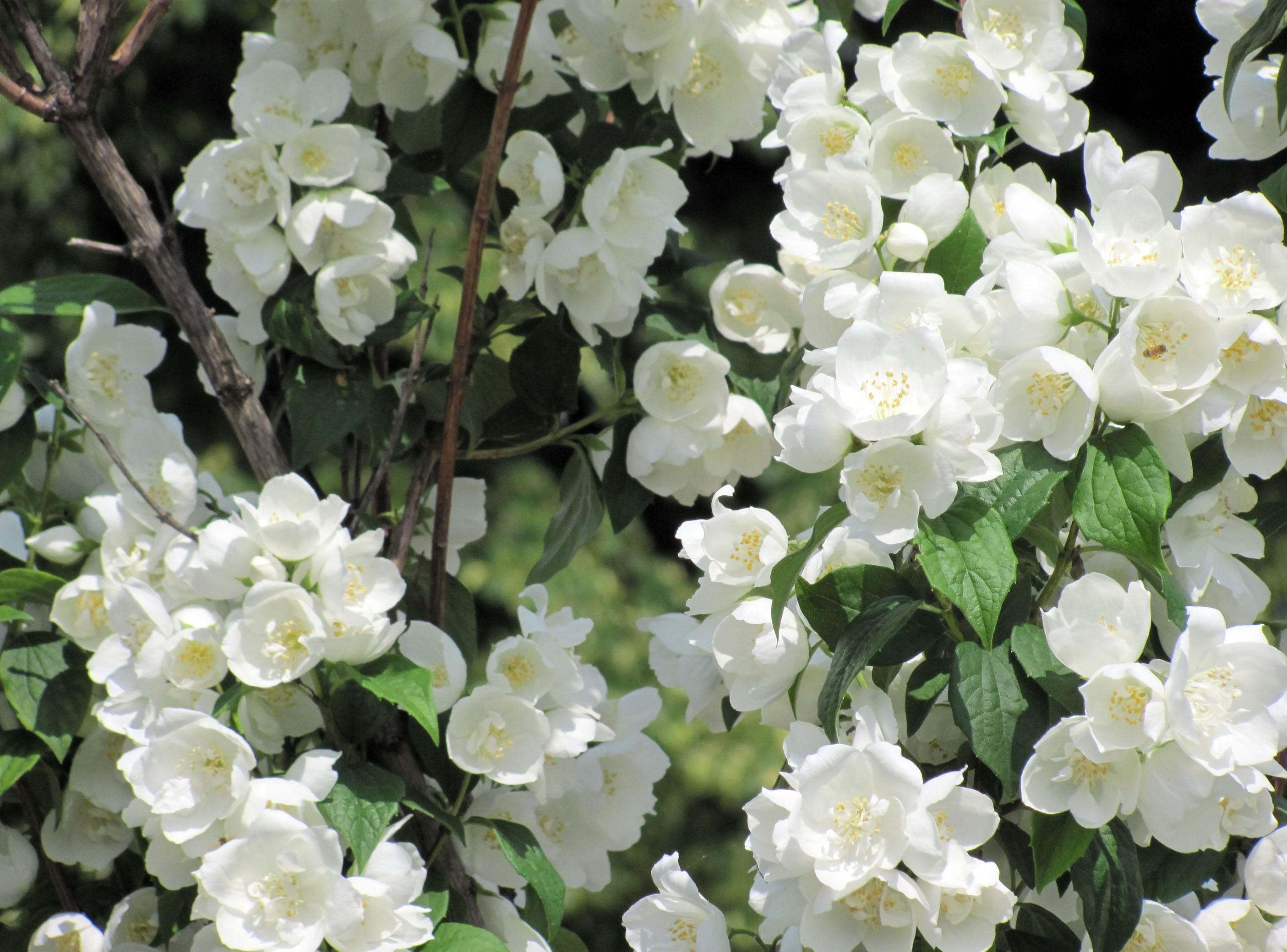 Hình ảnh tuyệt đẹp về hoa Tường Vi trắng
