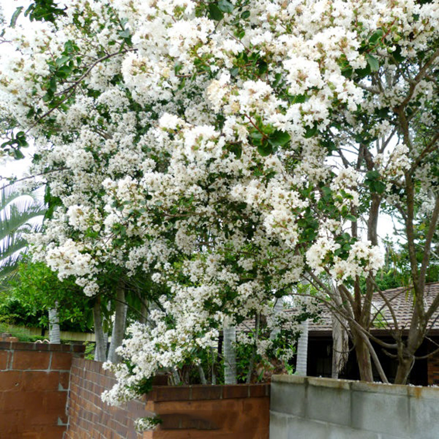 Hình hoa Tường Vi trắng đẹp