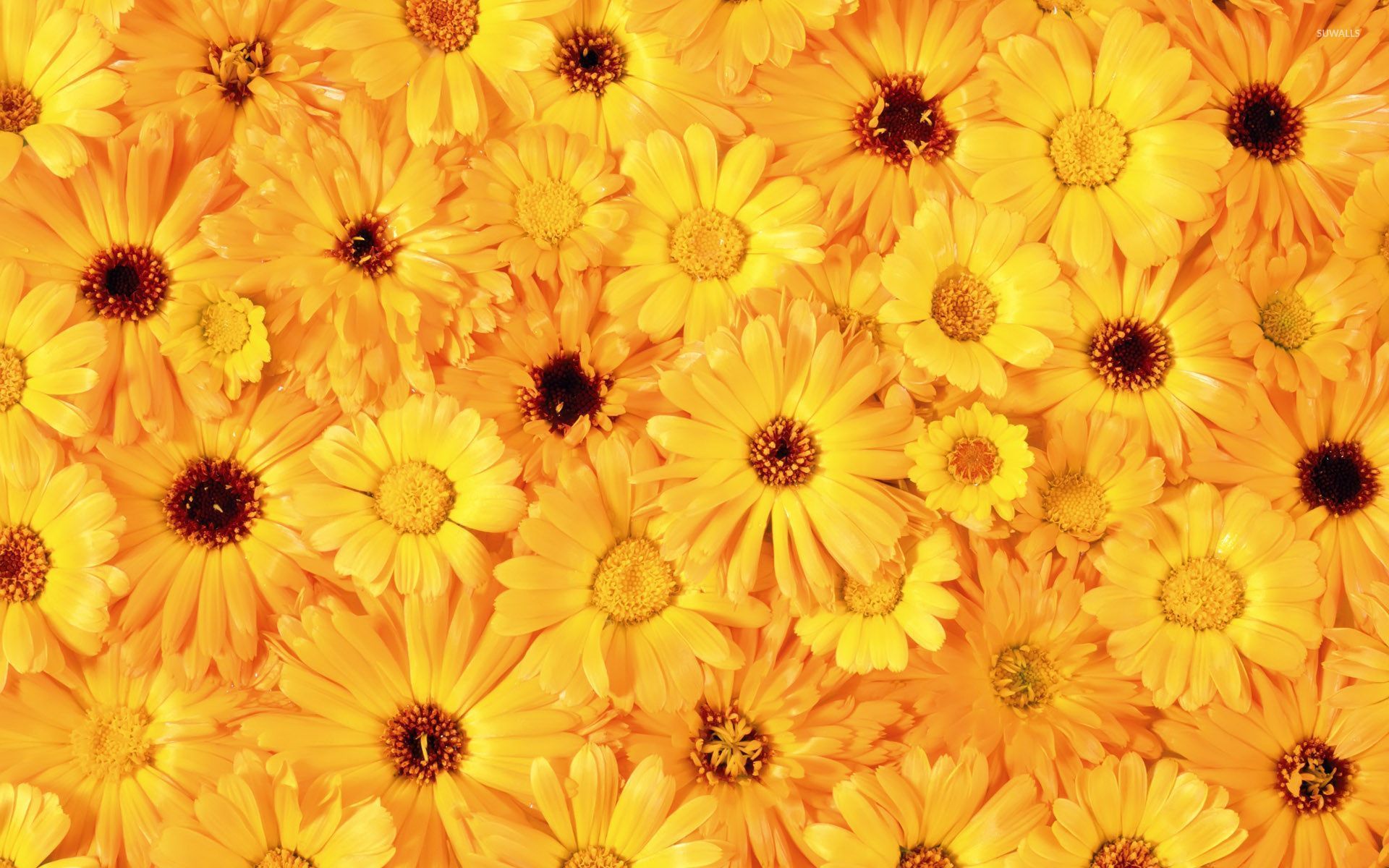 Hình nền hoa cúc vàng chất lượng cao